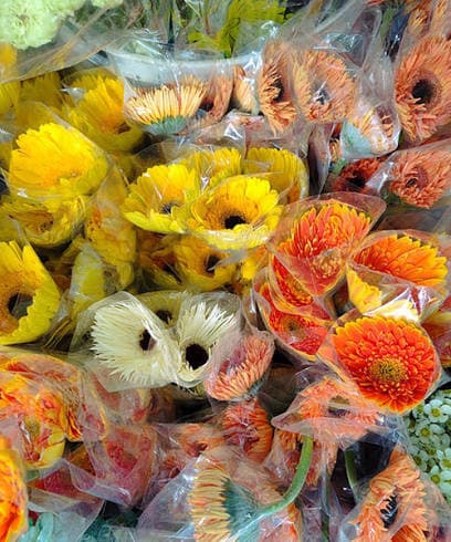 Bông đồng tiền