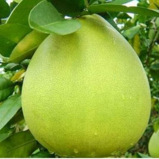 Bưởi năm roi