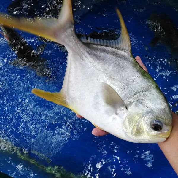 Cá chim biển