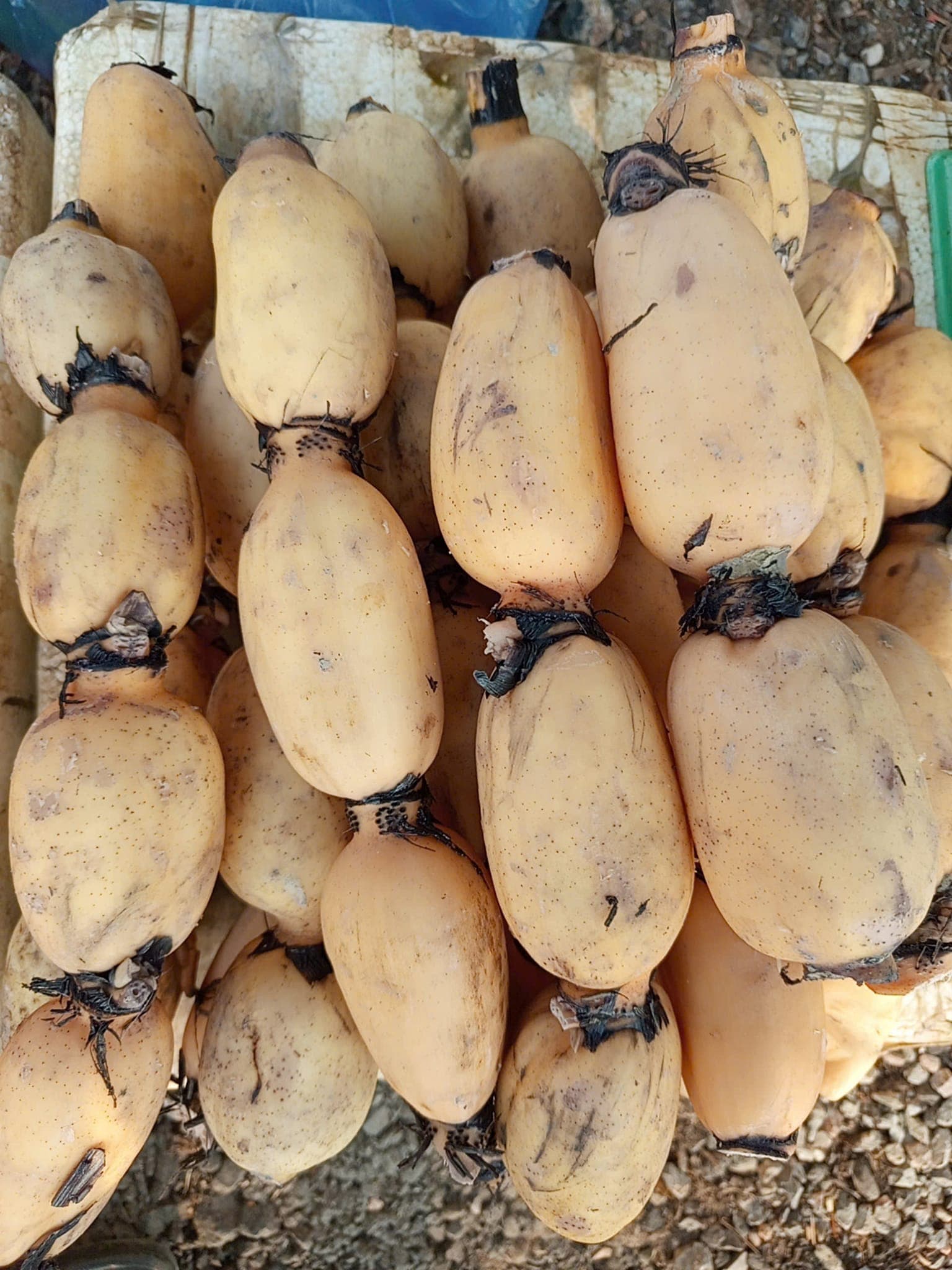 Củ sen