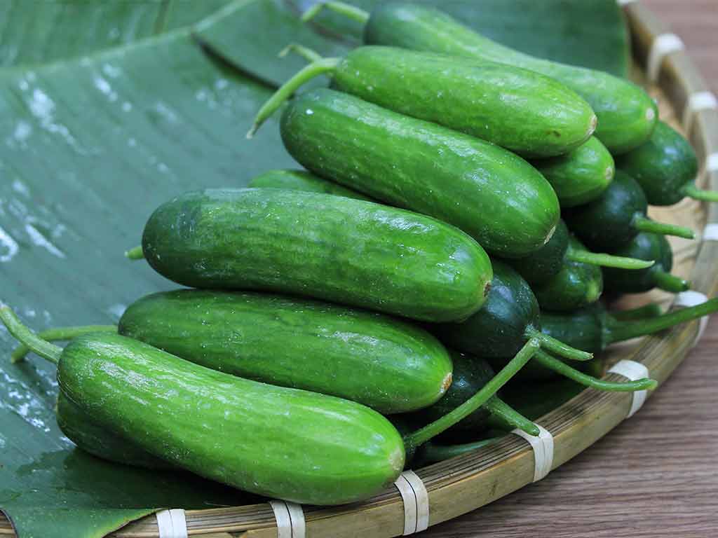 Dưa leo đà lạt