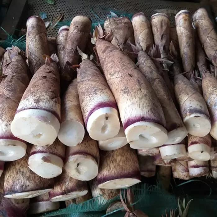 Măng tươi