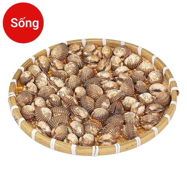 Sò huyết
