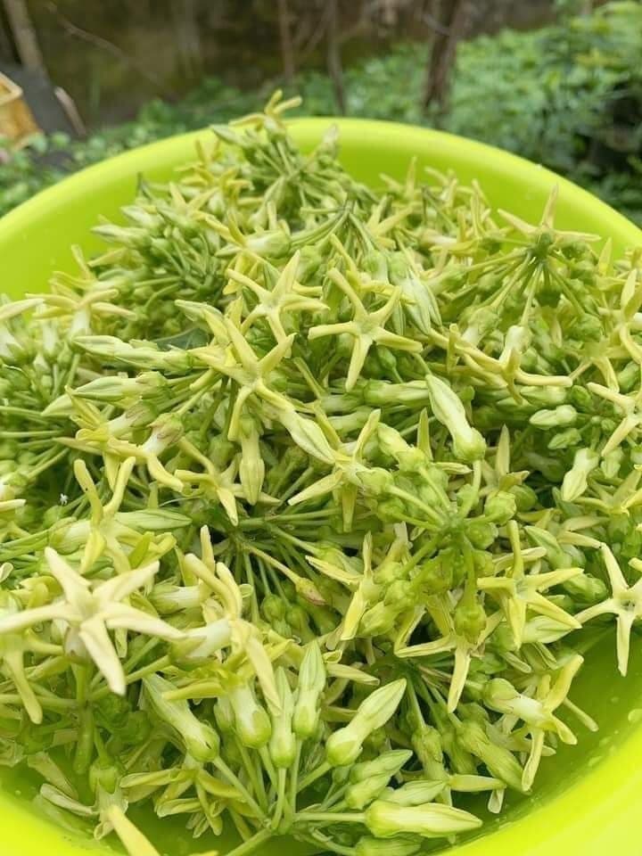 夜香花