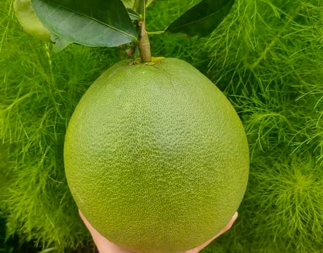 Bưởi da xanh