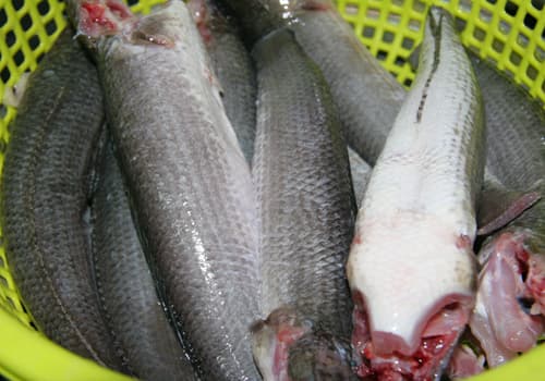 Cá lóc sống làm sạch và bỏ đầu