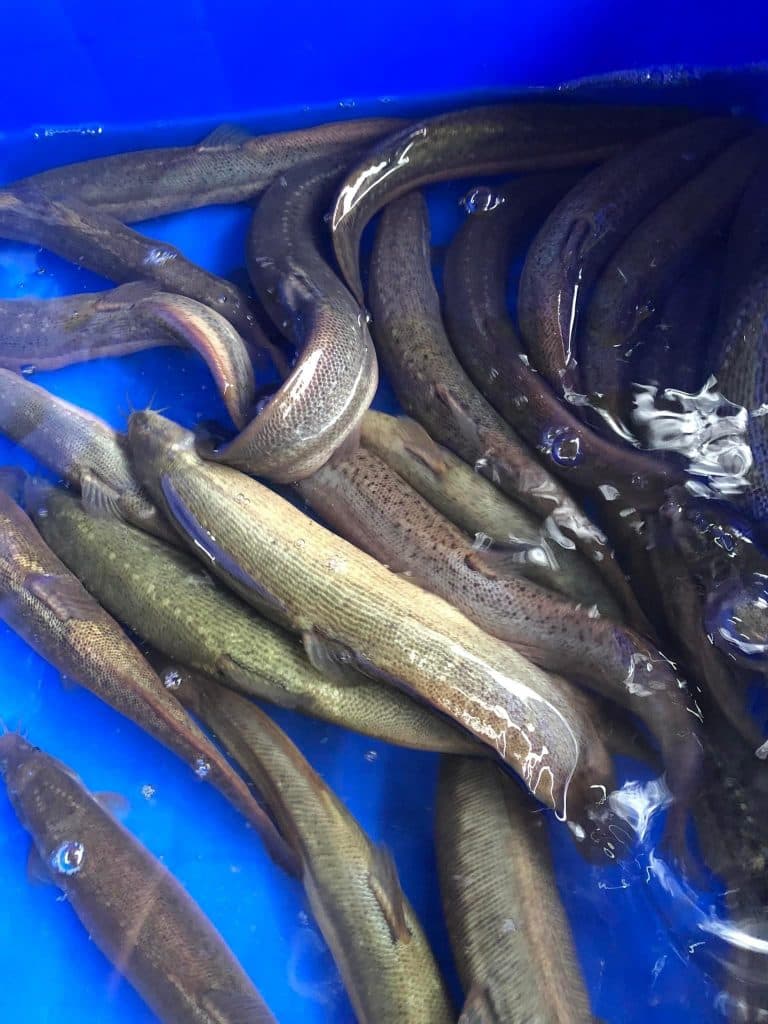 Cá trạch