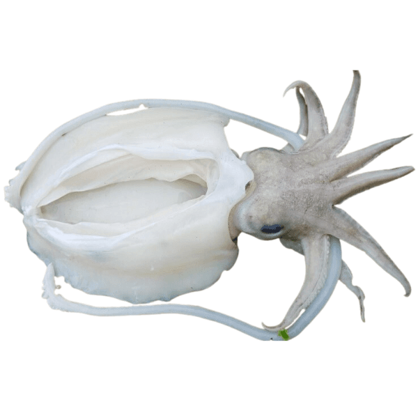 Mực nang ( size 2-3 con/ kg)