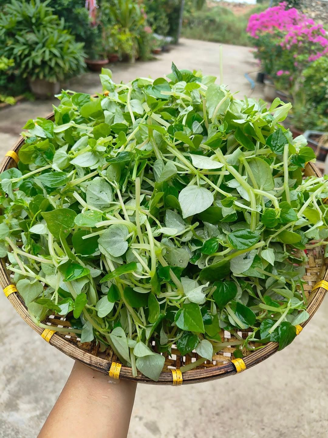 Rau càng cua