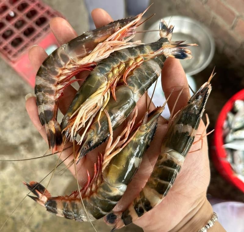 Tôm sắt
