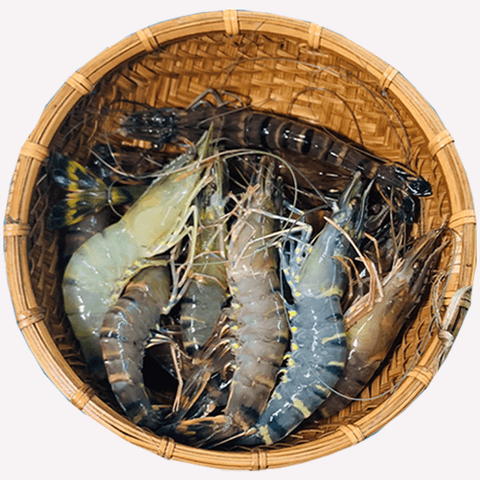 Tôm sú (size 10-15 con/ kg)